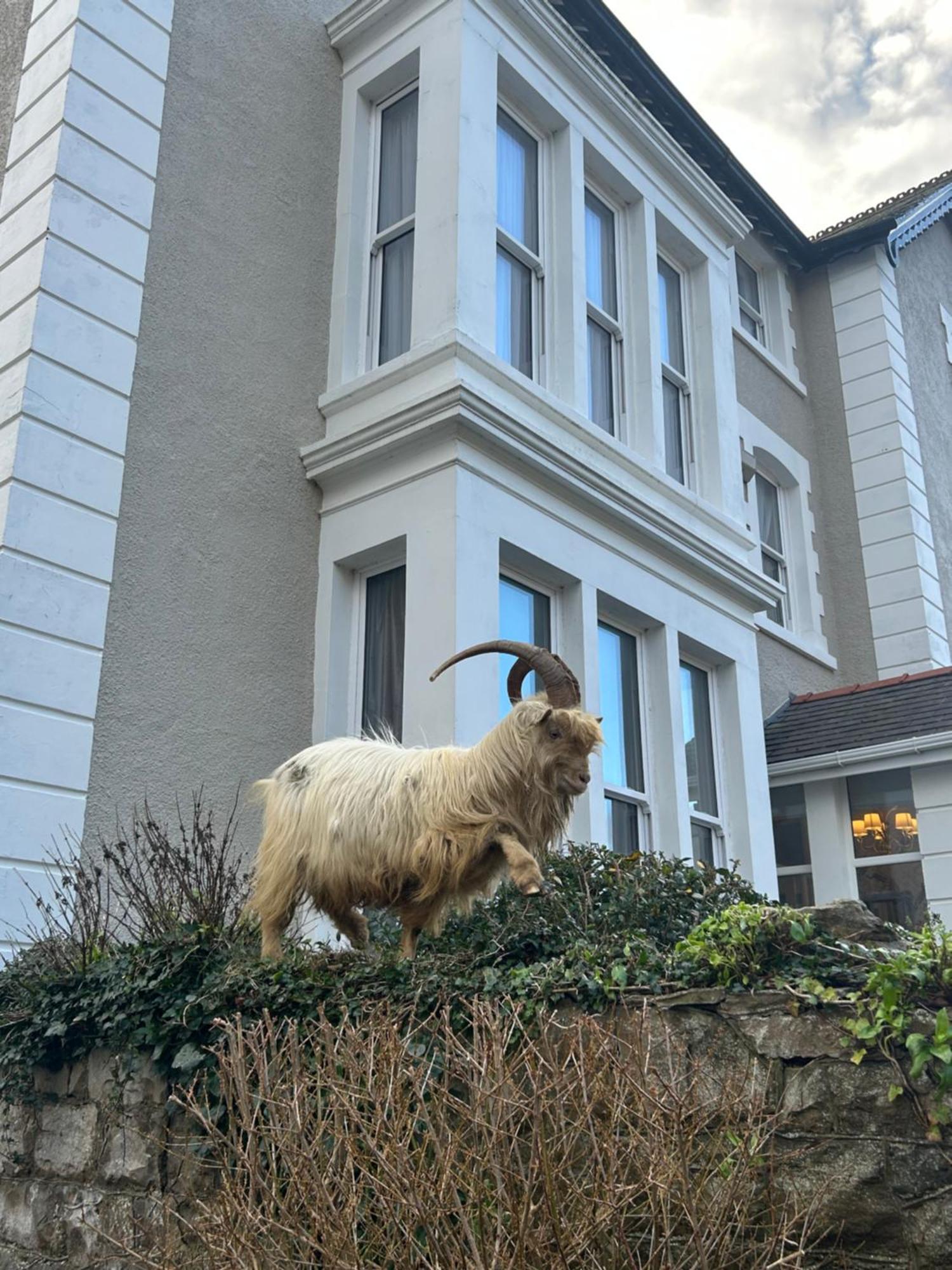 Lansdowne House With Private Car Park Otel Llandudno Dış mekan fotoğraf